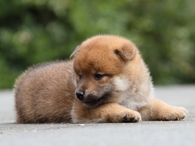 IMG_1545-shibainu-puppy