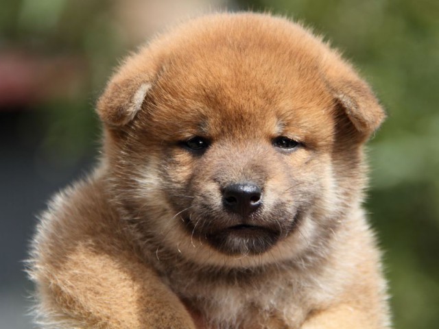 IMG_1555-shibainu-puppy