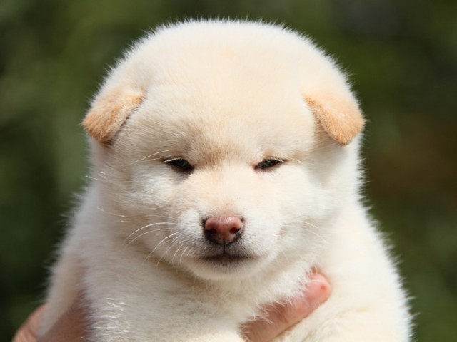 IMG_1562-shibainu-puppy