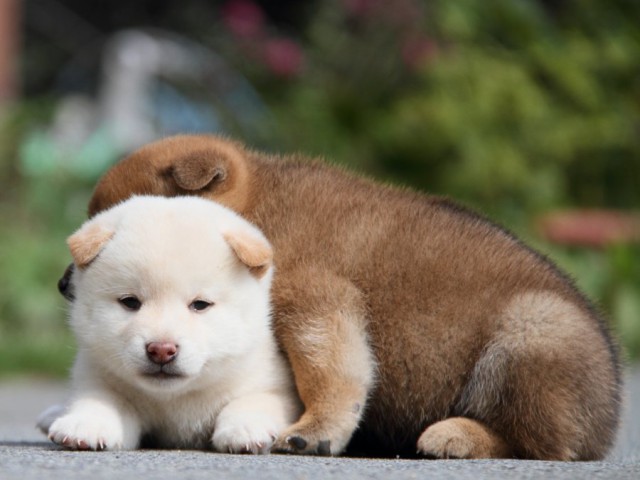 IMG_1569-shibainu-puppy