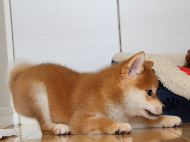 IMG_1609-shibainu-puppy