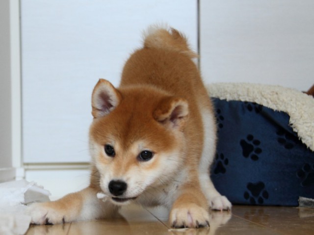 IMG_1623-shibainu-puppy