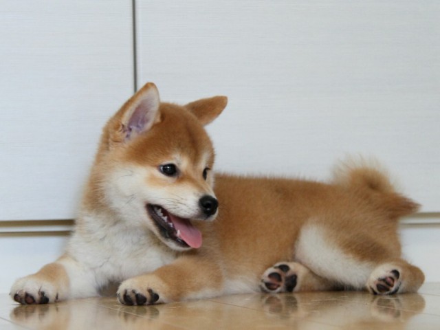 IMG_1696-shibainu-puppy