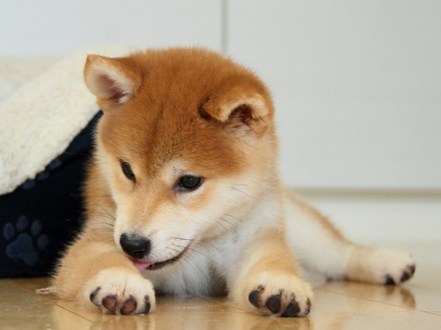 IMG_1725-shibainu-puppy