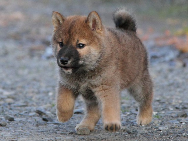IMG_2047Shiba IMG_2047Shiba