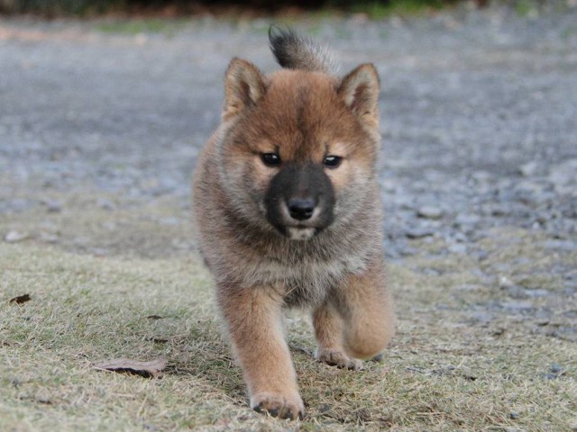IMG_2058Shiba IMG_2058Shiba