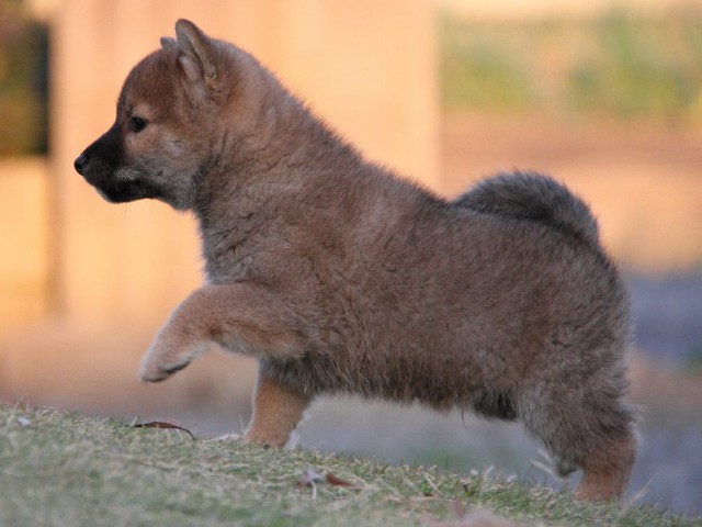 IMG_2063Shiba IMG_2063Shiba