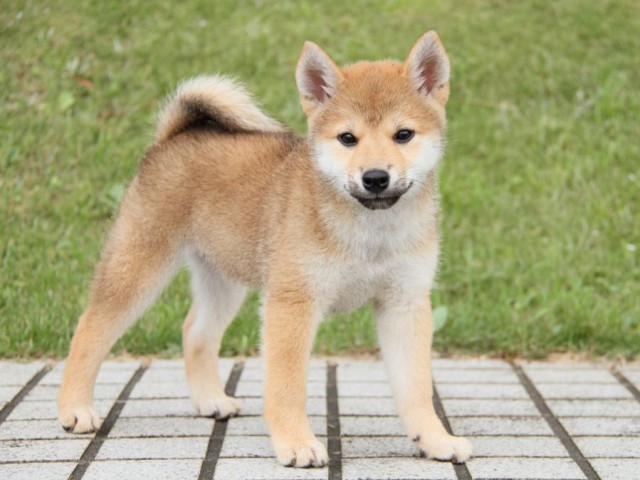 IMG_2089-shibainu-puppy