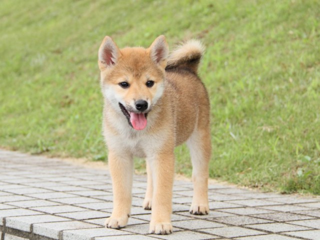 IMG_2120-shibainu-puppy
