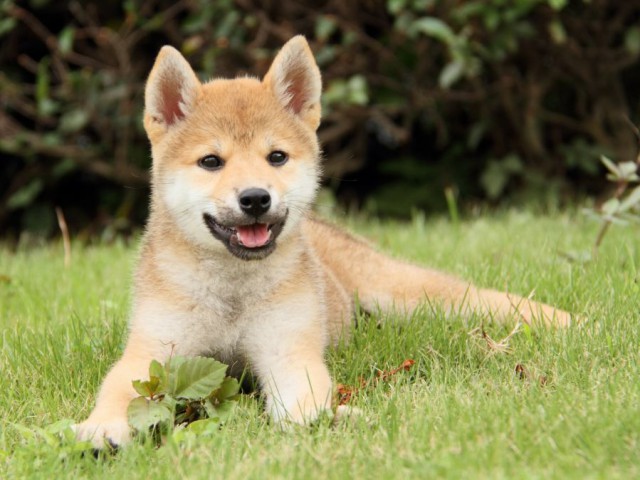 IMG_2151-shibainu-puppy