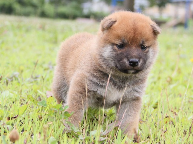 IMG_2181-shibainu-puppy