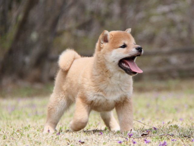 IMG_2341-shibainu-puppy IMG_2341-shibainu-puppy
