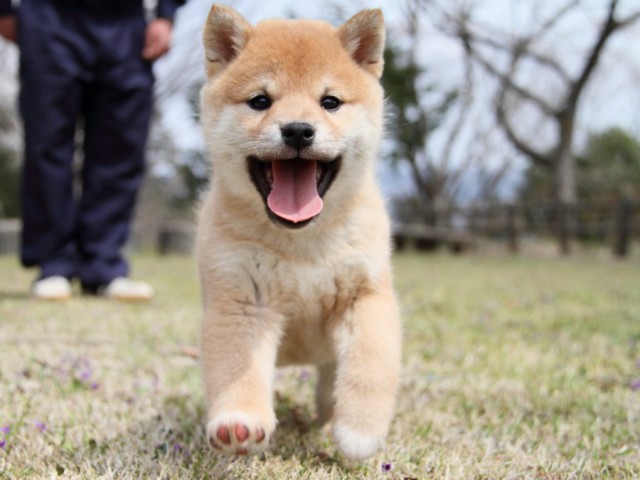 IMG_2352-shibainu-puppy IMG_2352-shibainu-puppy