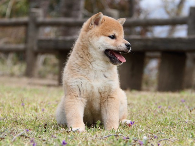 IMG_2361-shibainu-puppy IMG_2361-shibainu-puppy