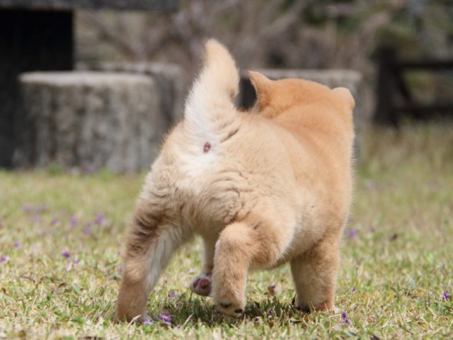 IMG_2388-shibainu-puppy IMG_2388-shibainu-puppy