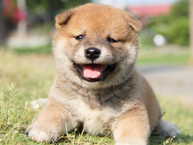 IMG_2413Shiba IMG_2413Shiba