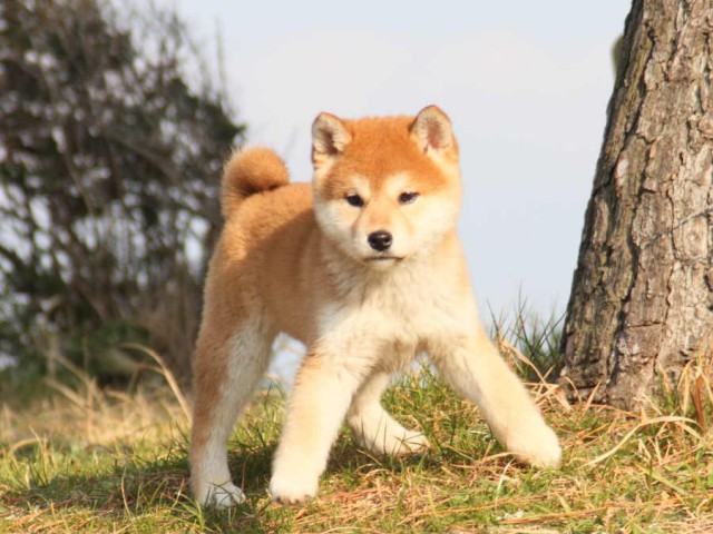 IMG_2448shibainu IMG_2448shibainu