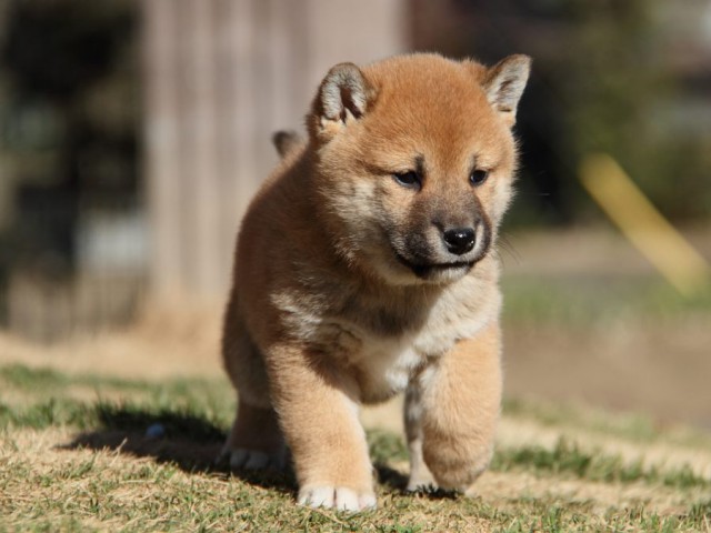 IMG_2555-shibainu-koinu