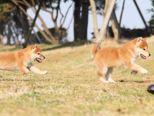 IMG_2650shibainu IMG_2650shibainu