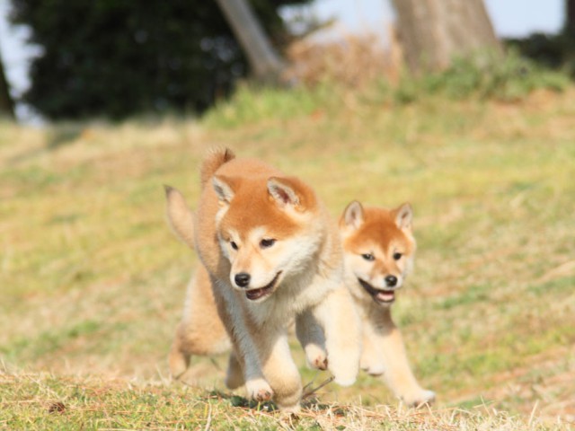 IMG_2652shibainu IMG_2652shibainu
