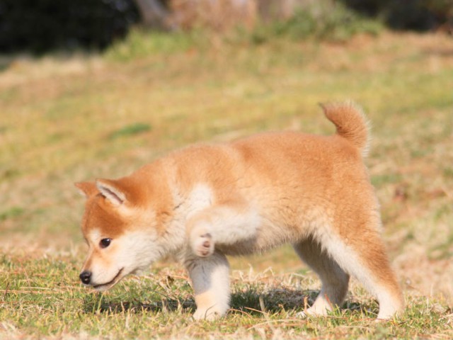 IMG_2654shibainu IMG_2654shibainu