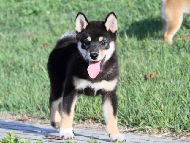 IMG_2683-shibainu-puppy