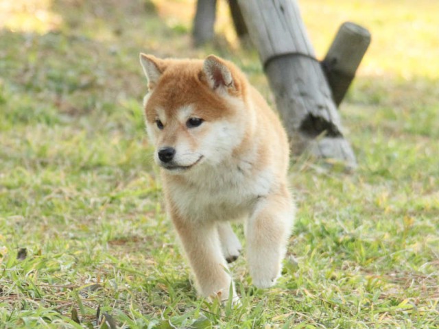 IMG_2705shibainu IMG_2705shibainu