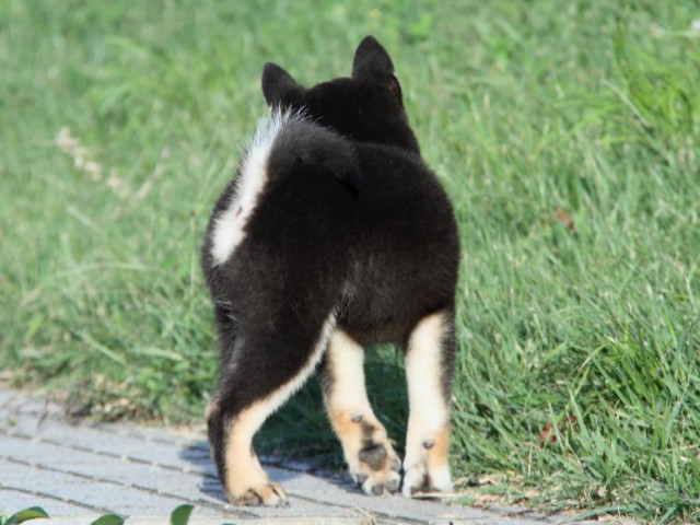 IMG_2737-shibainu-puppy