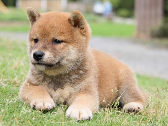 IMG_2737shiba IMG_2737shiba