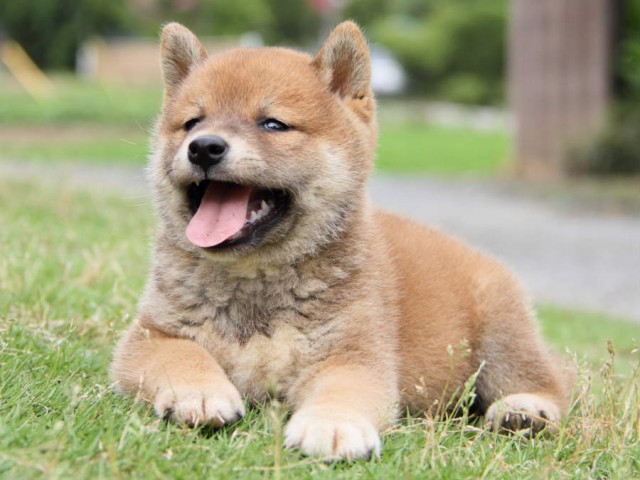 IMG_2742shiba IMG_2742shiba