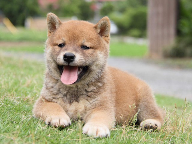 IMG_2745shiba IMG_2745shiba