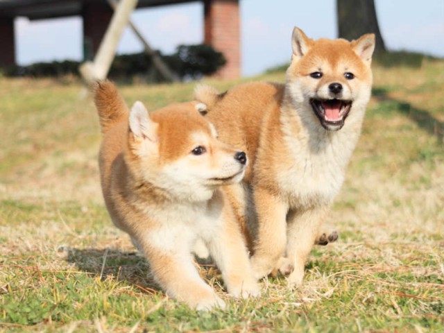 IMG_2745shibainu IMG_2745shibainu