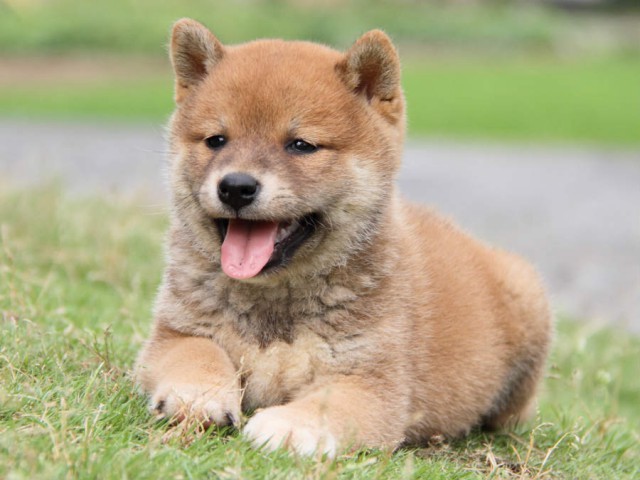 IMG_2762shiba IMG_2762shiba