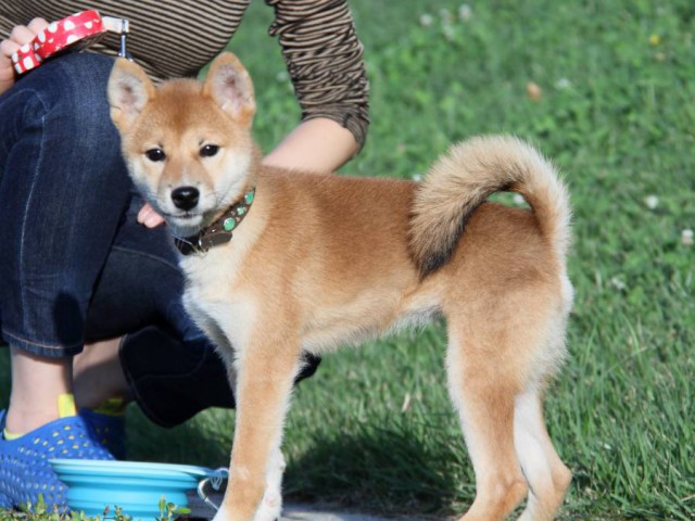 IMG_2791-shibainu-puppy