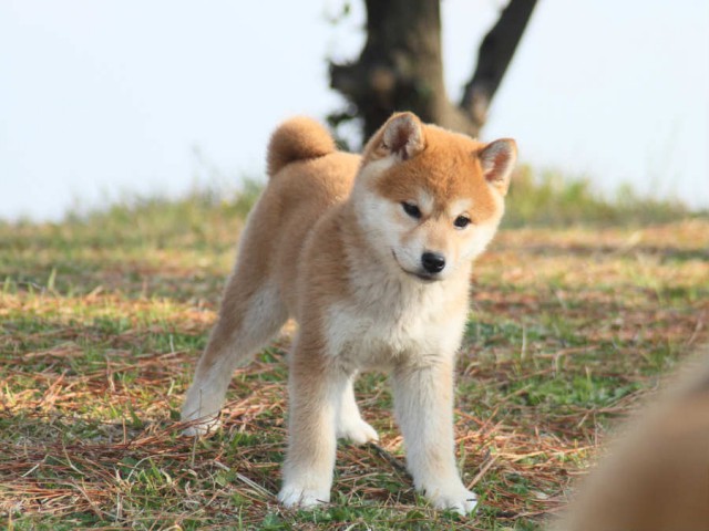 IMG_2814shibainu IMG_2814shibainu