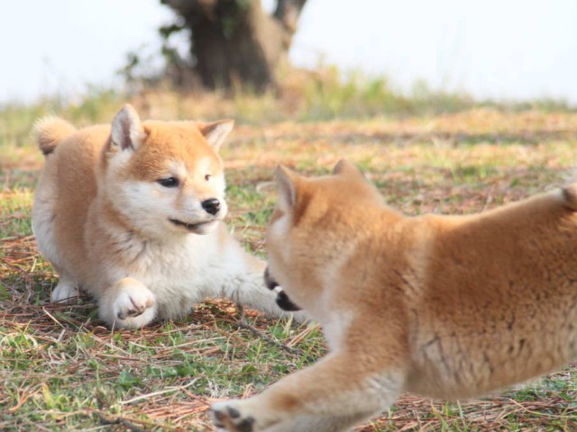 IMG_2826shibainu IMG_2826shibainu
