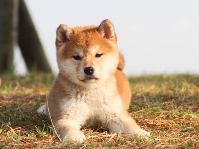 IMG_2876shibainu IMG_2876shibainu