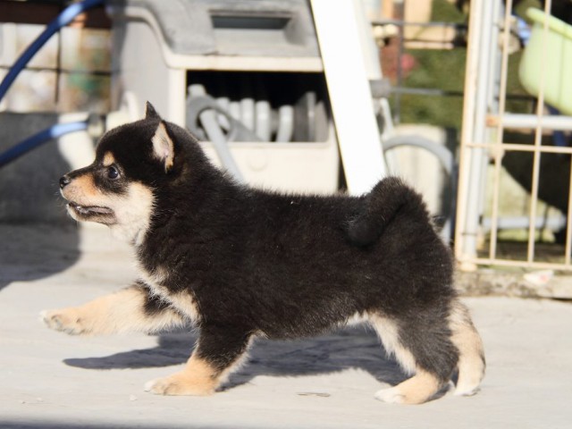 IMG_2905--shibainu Puppy IMG_2905--shibainu Puppy