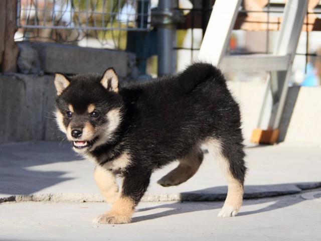 IMG_2943--shibainu Puppy IMG_2943--shibainu Puppy