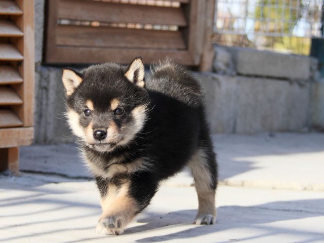 IMG_2955--shibainu Puppy IMG_2955--shibainu Puppy