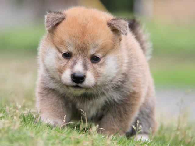 IMG_2973shiba IMG_2973shiba