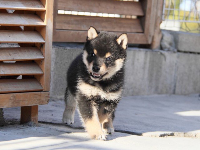 IMG_2981--shibainu Puppy IMG_2981--shibainu Puppy