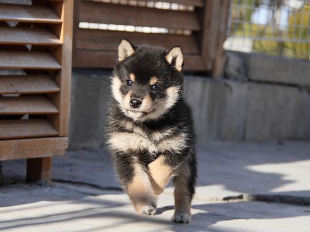 IMG_2982--shibainu Puppy IMG_2982--shibainu Puppy