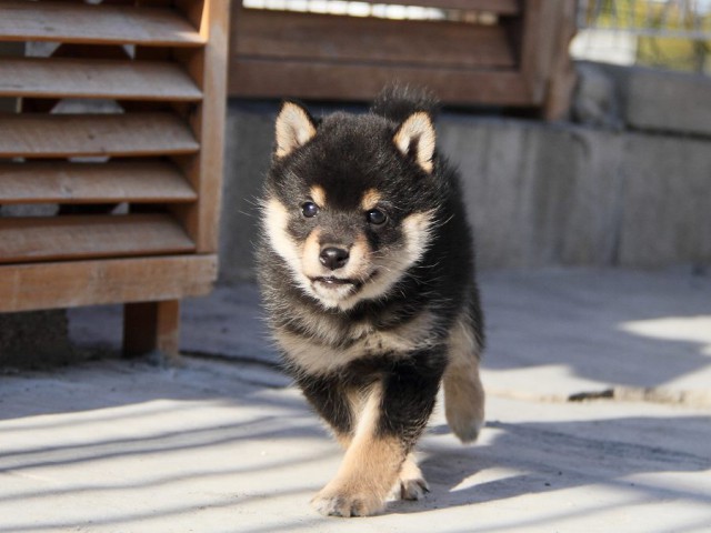 IMG_2983--shibainu Puppy IMG_2983--shibainu Puppy