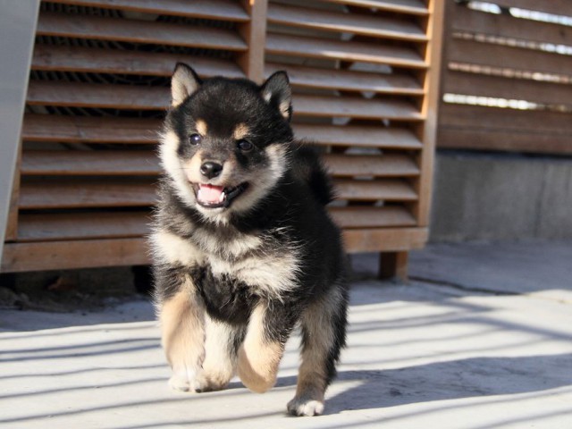 IMG_2986--shibainu Puppy IMG_2986--shibainu Puppy