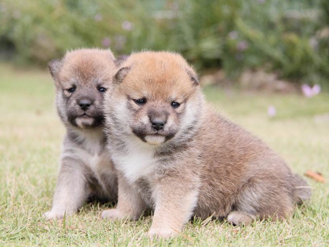 IMG_2989shibainu-puppy-shibainu Puppy IMG_2989shibainu-puppy-shibainu Puppy
