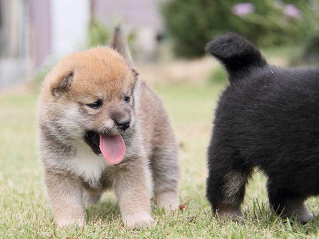IMG_3012shibainu-puppy-shibainu Puppy IMG_3012shibainu-puppy-shibainu Puppy