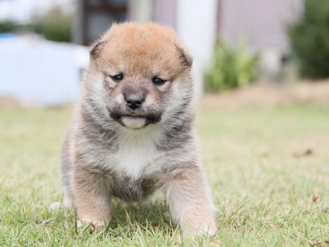 IMG_3022shibainu-puppy-shibainu Puppy IMG_3022shibainu-puppy-shibainu Puppy
