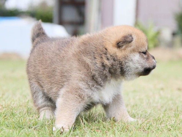 IMG_3024shibainu-puppy-shibainu Puppy IMG_3024shibainu-puppy-shibainu Puppy