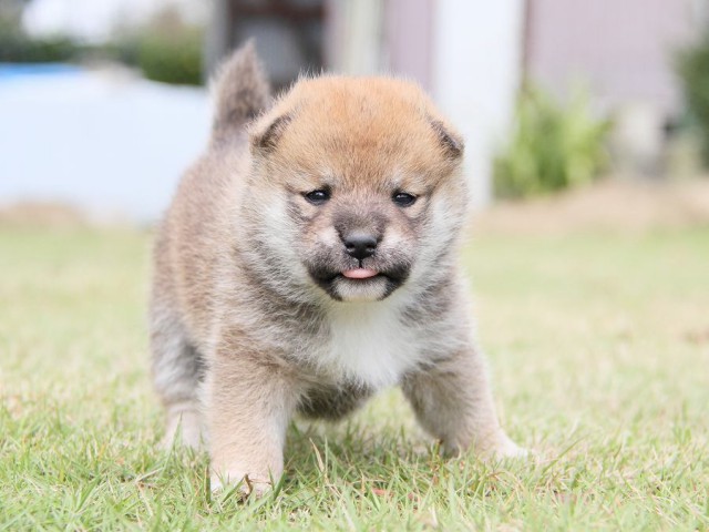 IMG_3028shibainu-puppy-shibainu Puppy IMG_3028shibainu-puppy-shibainu Puppy
